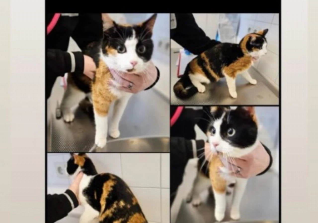 Kat overleeft aanrijding